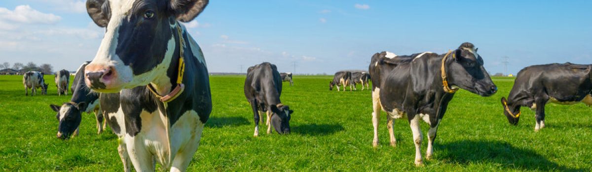 Herd of cows in a green meadow below a blue sky in sunlight in spring